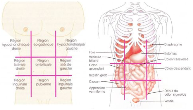 Examen clinique en pathologie digestive ( HAJRI AMAL)